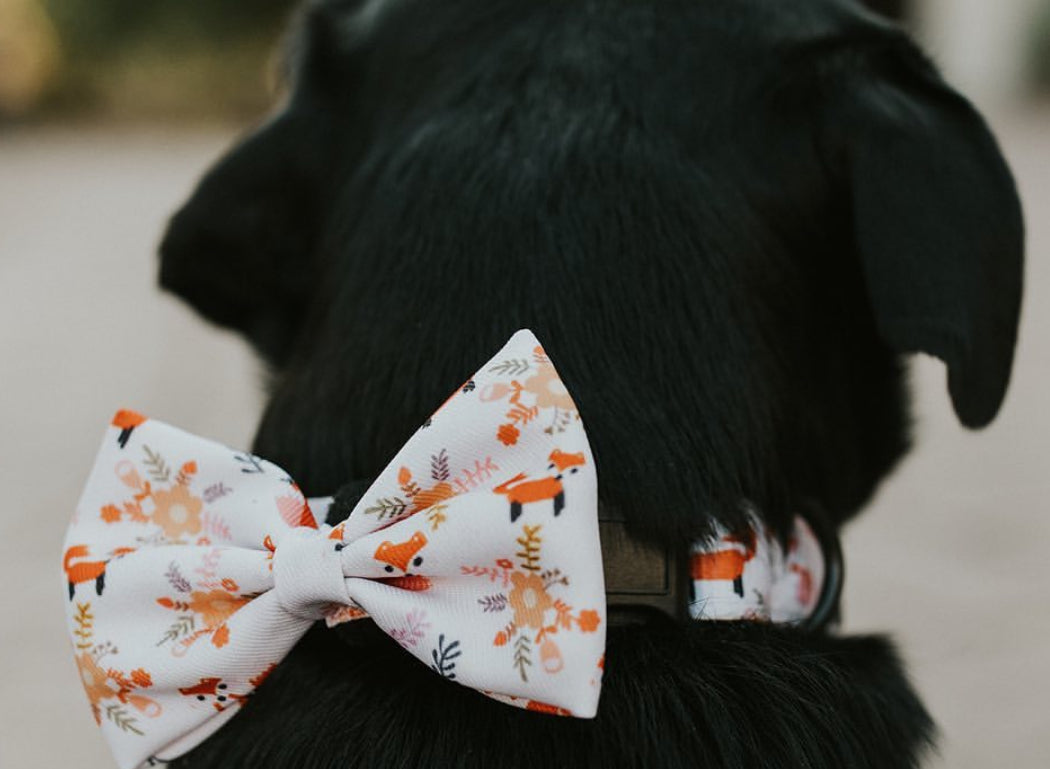Bow/Bowties