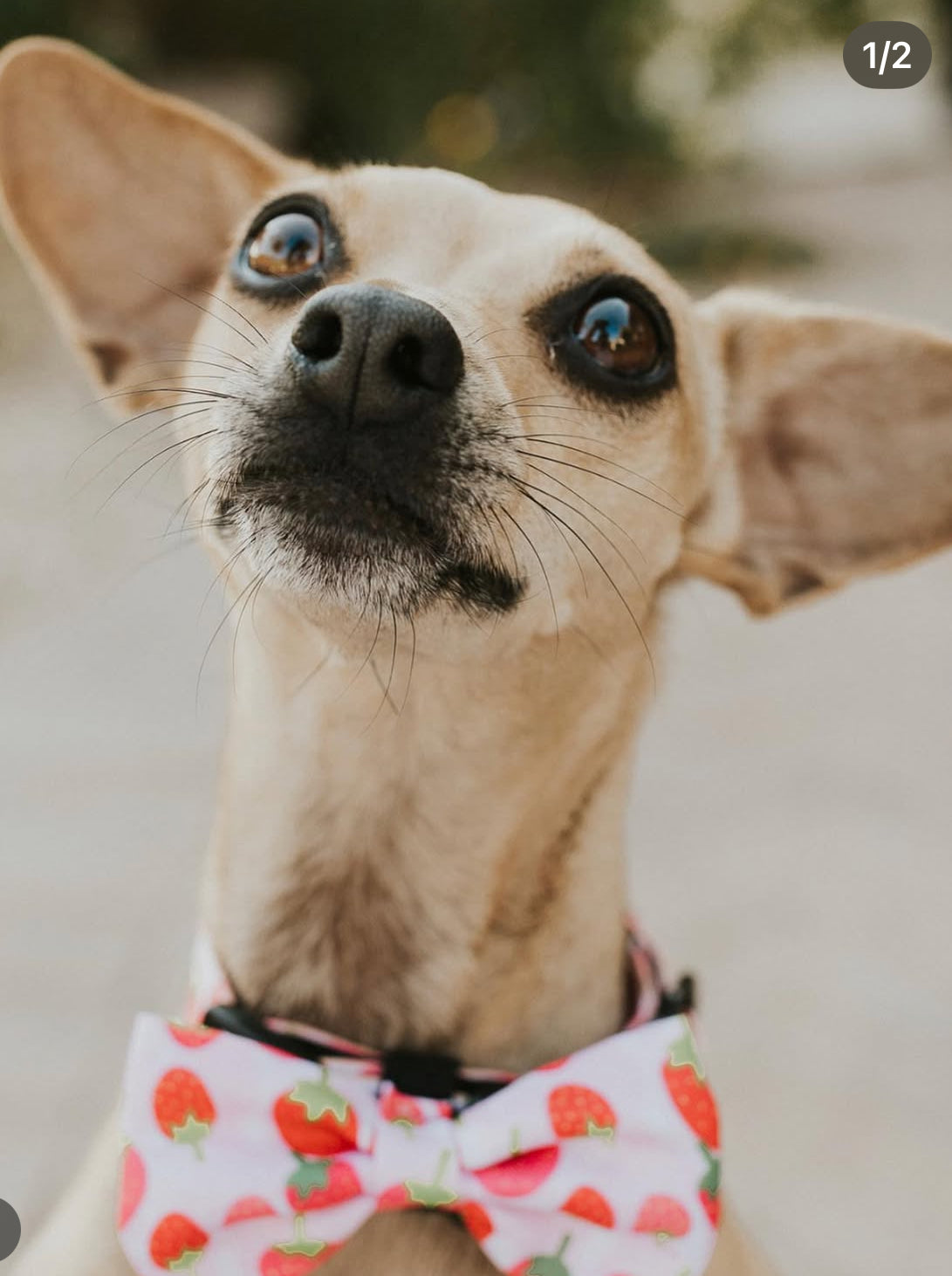 Bow/Bowties