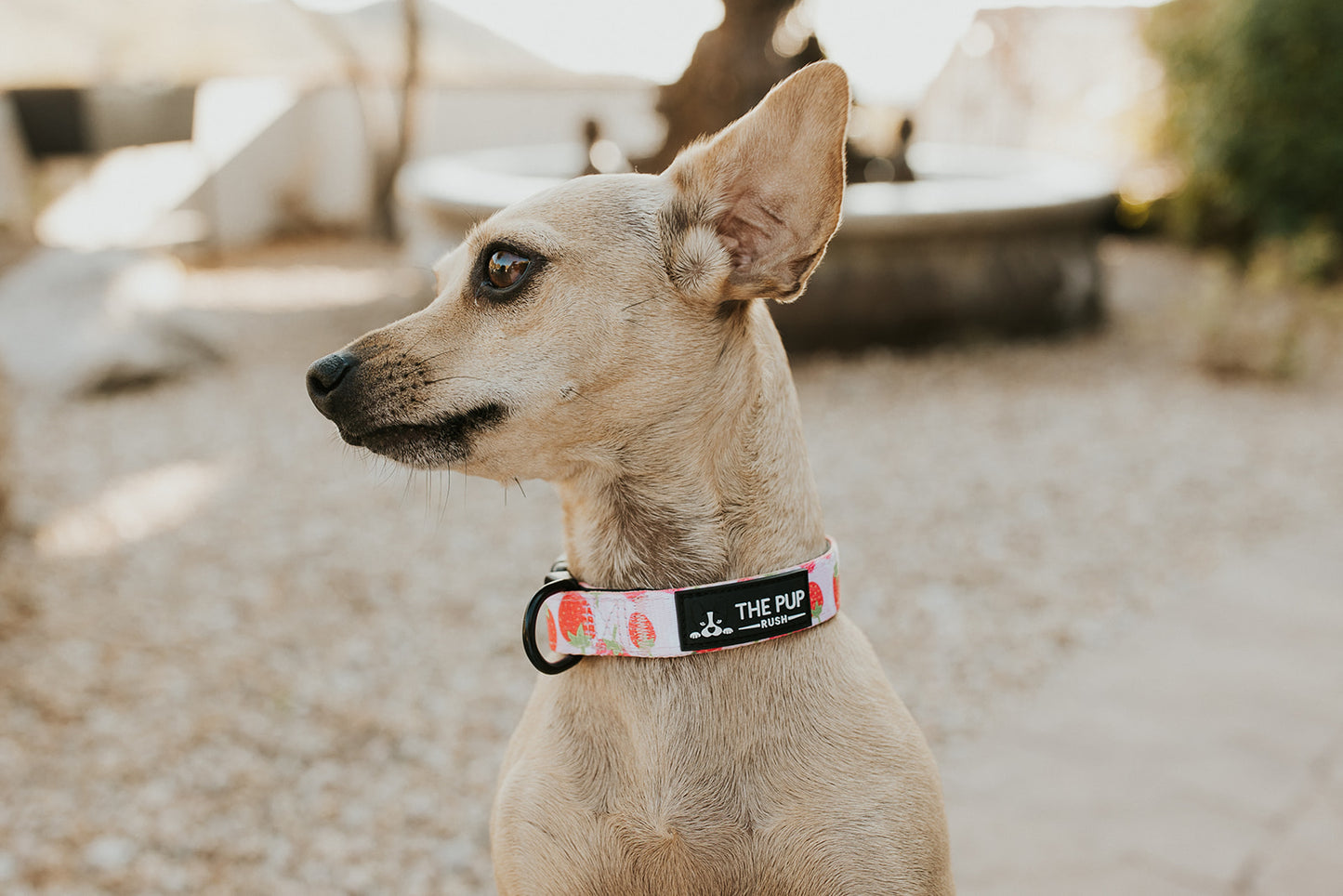 Collars