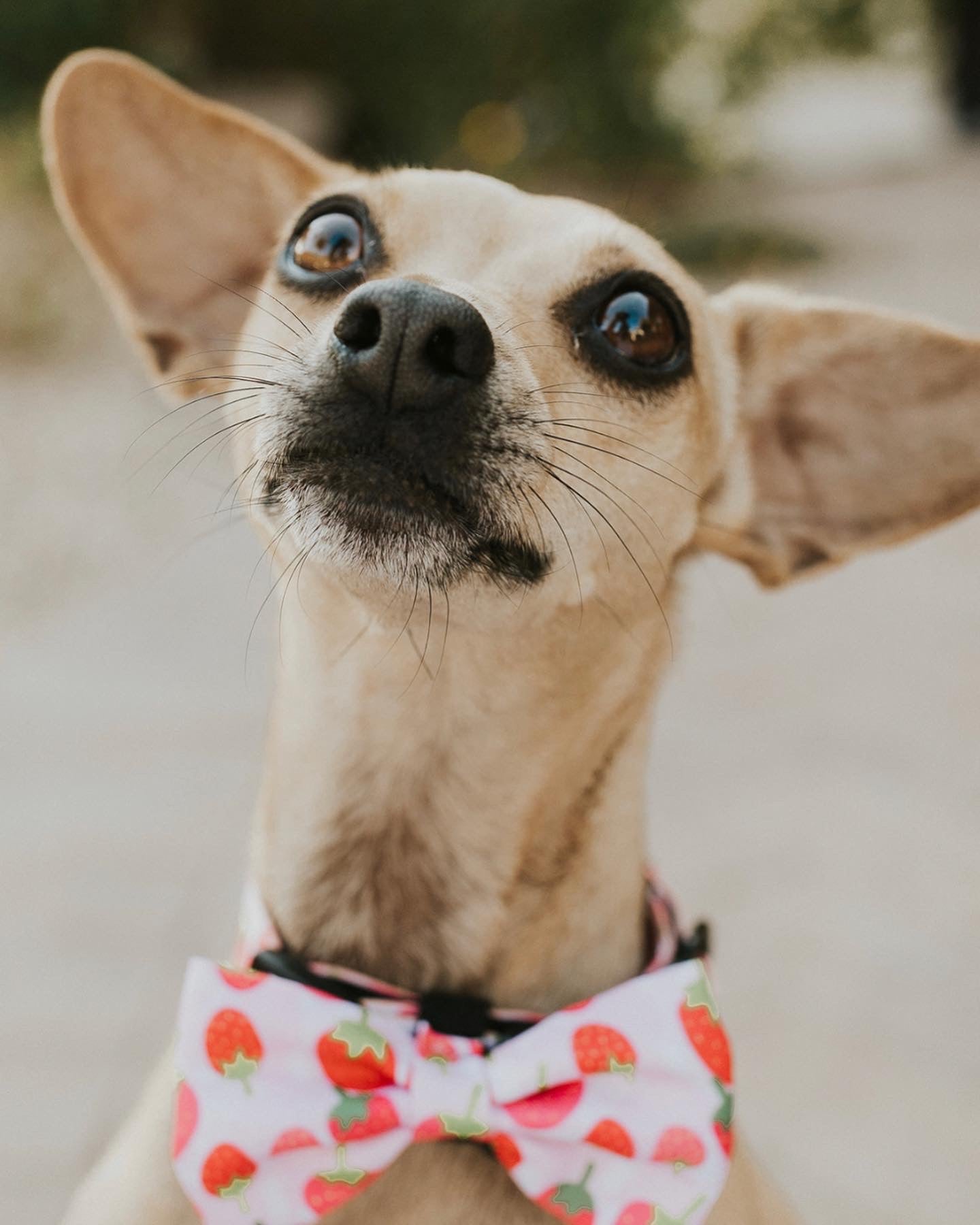 Bow/ Bowtie