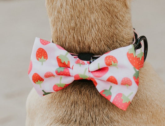 Bow/Bowties