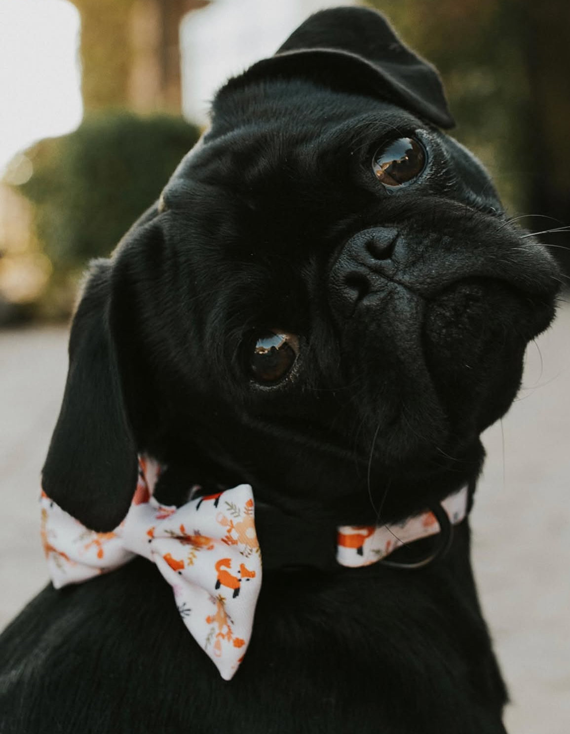 Bow/Bowties